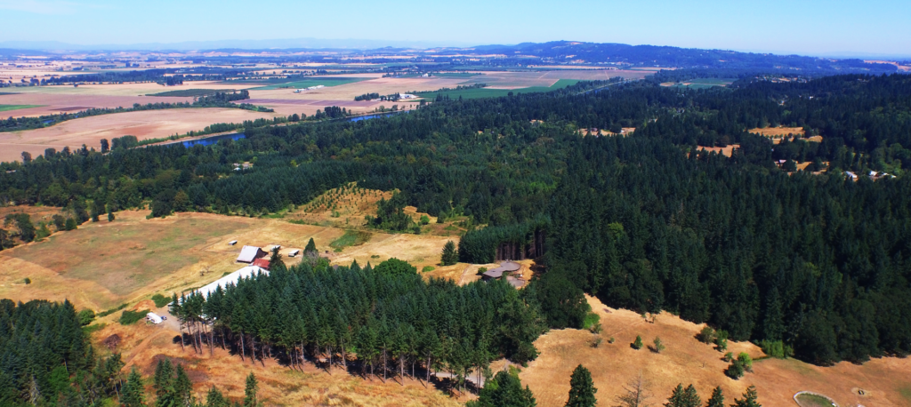 Drone image of a cluster evergreen trees