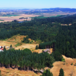Drone image of a cluster evergreen trees