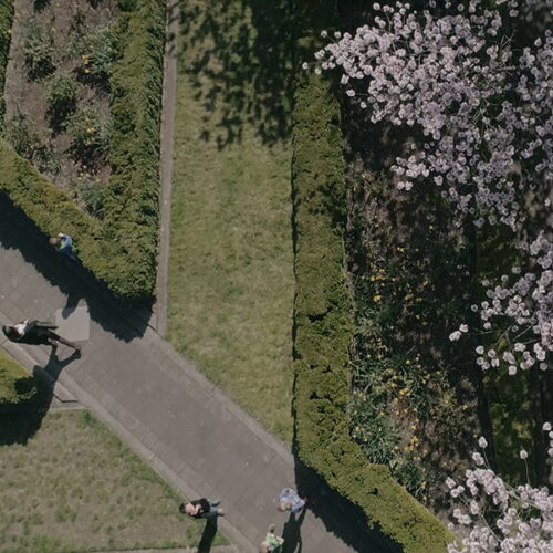 Aerial view of garden featuring cherry blossoms shot directly down